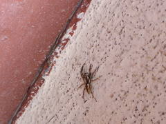 Menemerus bivittatus