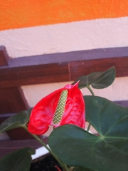 Anthurium andraeanum