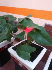 Anthurium andraeanum