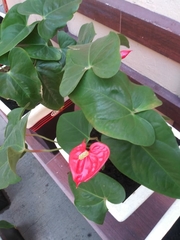 Anthurium andraeanum