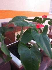 Anthurium andraeanum