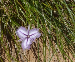 Thysanotus multiflorus