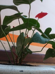 Anthurium andraeanum