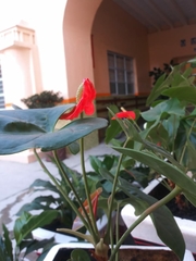 Anthurium andraeanum