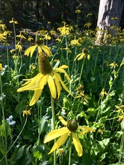 Rudbeckia californica