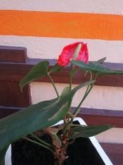 Anthurium andraeanum