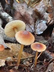 Mycena atkinsoniana