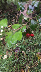 Crataegus monogyna