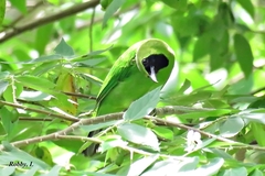 Chloropsis sonnerati