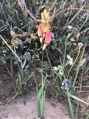Ixia calendulacea