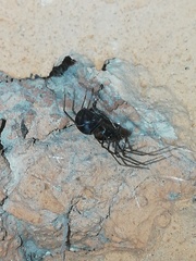 Scytodes fusca