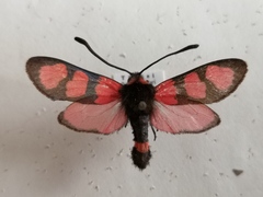 Zygaena cuvieri
