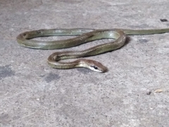 Mastigodryas pulchriceps