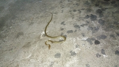 Mastigodryas pulchriceps