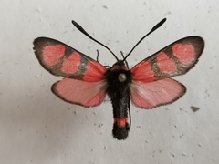 Zygaena cuvieri