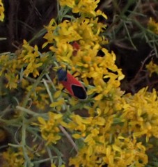 Melanopleurus belfragei