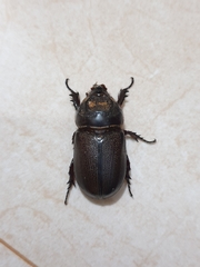 Oryctes rhinoceros