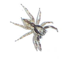 Menemerus bivittatus