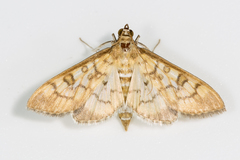 Mimorista subcostalis