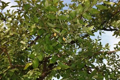 Lagerstroemia parviflora