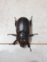 Oryctes rhinoceros
