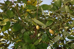 Lagerstroemia parviflora