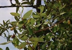 Lagerstroemia parviflora