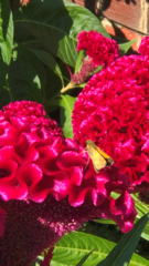 Atalopedes campestris