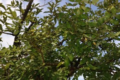 Lagerstroemia parviflora