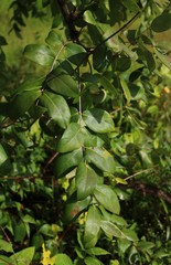 Lagerstroemia parviflora