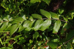 Lagerstroemia parviflora