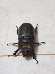 Oryctes rhinoceros
