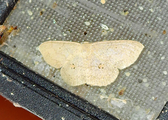 Semaeopus cantona