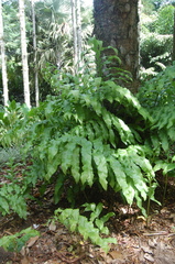 Phlebodium decumanum