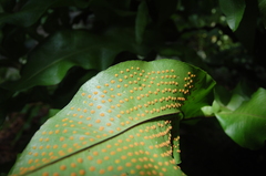 Phlebodium decumanum