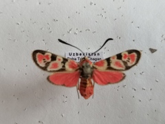 Zygaena afghana