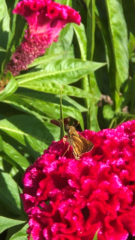 Atalopedes campestris