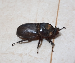 Oryctes rhinoceros