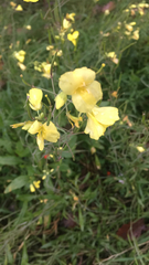 Diplotaxis tenuifolia