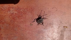 Pachylis argentinus