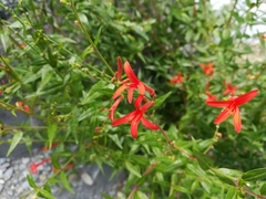 Anisacanthus quadrifidus wrightii
