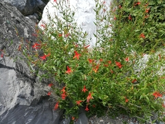 Anisacanthus quadrifidus wrightii
