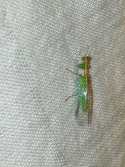 Zeugomantispa minuta