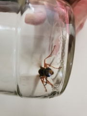 Sphex ichneumoneus
