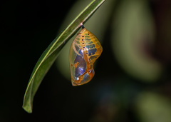 Euploea midamus