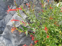 Anisacanthus quadrifidus wrightii