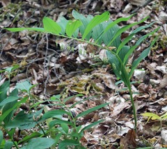 Polygonatum orientale