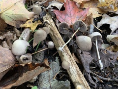 Psathyrella pseudogracilis
