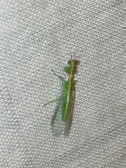 Zeugomantispa minuta