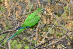 Eupsittula cactorum